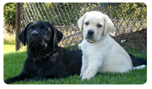 Labrador Retriever Breeders Wisconsin